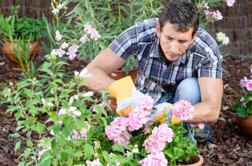 Variety of plants suitable for Neasden gardens, including roses and lavender.